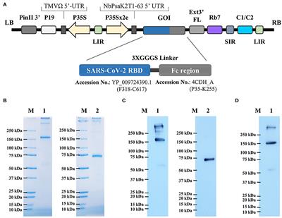 A recombinant subunit vaccine candidate produced in plants elicits neutralizing antibodies against SARS-CoV-2 variants in macaques